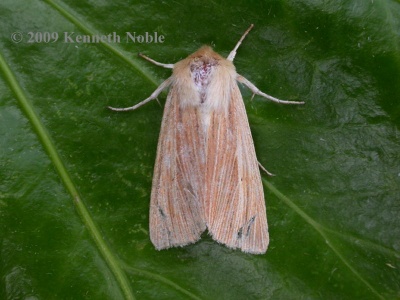 common wainscot (Mythimna pallens) Kenneth Noble